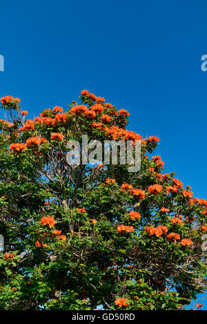 Afrikanischer Tulpenbaum / (Spathodea campanulata), Funchal, Madeira, Portogallo Foto Stock