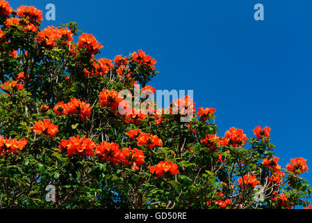 Afrikanischer Tulpenbaum / (Spathodea campanulata), Funchal, Madeira, Portogallo Foto Stock