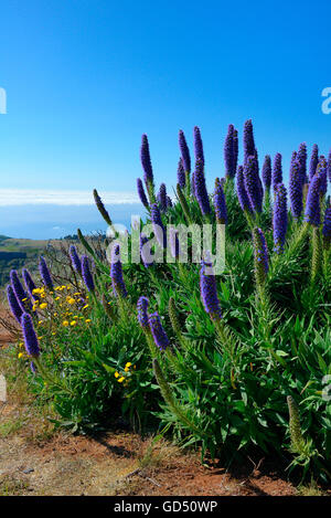 Stolz von Madera, / (Echium fastuosum), Standort Pico do Arieiro, Madeira, Portogallo Foto Stock