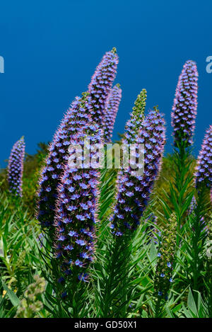 Stolz von Madera, / (Echium fastuosum), Madeira, Portogallo Foto Stock