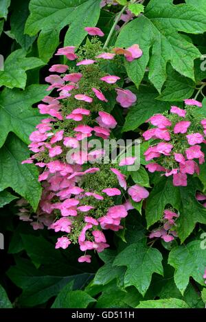 Hortensie Eichenblaettrige, / (Hydrangea quercifolia) Foto Stock