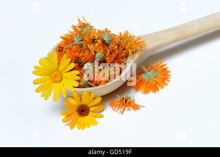 Getrocknete Ringelblumen-Blueten in Holzkelle Foto Stock