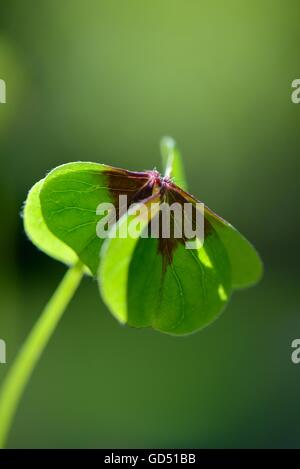 Gluecksklee, Kleeblatt, (Oxalis tetraphylla) Foto Stock