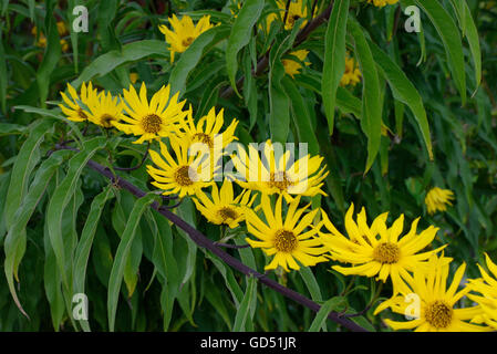 Maximilians Sonnenblume, Helianthus maximiliani Foto Stock