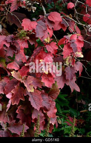 Hortensie Eichenblaettrige, Hydrangea quercifolia Foto Stock