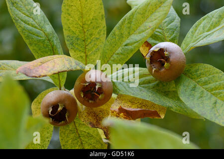 Echte Mispel, Mespilus germanica Foto Stock