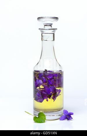 In Duftveilchen Flasche mit Oel, Viola odorata, Duftoel, Duftöl Foto Stock