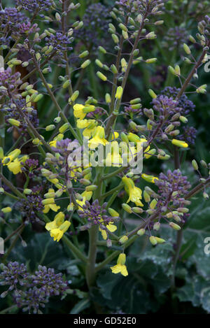 Brokkoli, Sorte inizio di germogliazione viola, Brassica oleracea var. italica Foto Stock