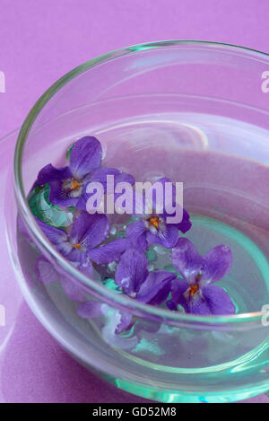 Violetta tea / (Viola odorata) Foto Stock