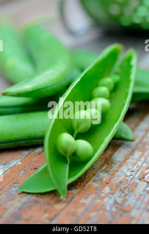 Pisello, aperto peapod / (Pisum sativum) Foto Stock
