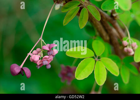 Vitigno di cioccolato / (Akebia quinata) Foto Stock