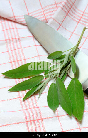 Comune di salvia, foglie / (Salvia officinalis) Foto Stock