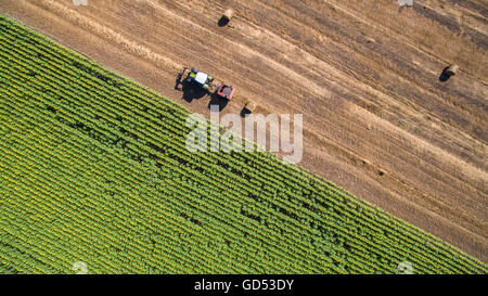 Vista aerea di un trattore imballatrice paglia lavorando in un campo agricolo in un caldo pomeriggio d'estate. Foto Stock