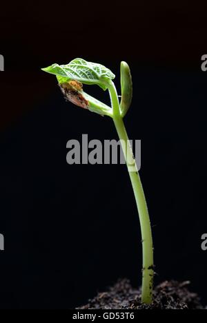 Bohne, Keimling / (Phaseolus vulgaris), Bohnensaemling Foto Stock