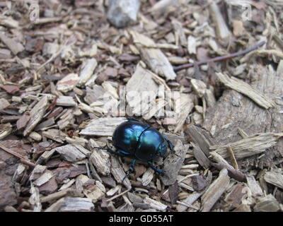 Dor beetle sul suolo della foresta Foto Stock