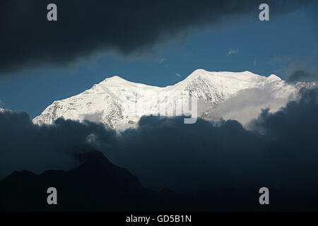 Himalayan gamma Foto Stock