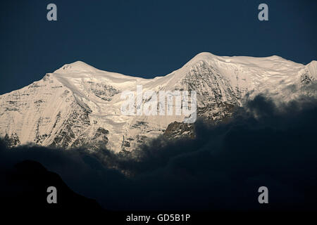 Himalayan gamma Foto Stock