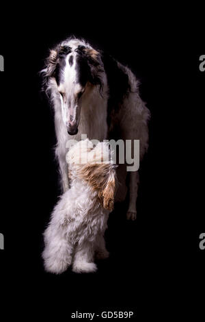 Due cani guardando ogni altro Foto Stock