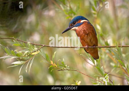 Kingfisher seduta sul ramo, Paesi Bassi Foto Stock