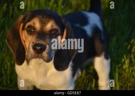 Cucciolo di Beagle Foto Stock
