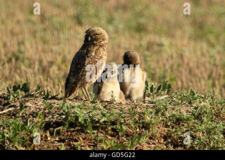 Scavando il gufo con neonati nel Custer State Park, il Dakota del Sud, STATI UNITI D'AMERICA Foto Stock