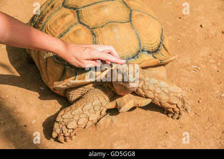 Donna Caring for African spronato o tartaruga Sulcata tartaruga (Geochelone sulcata) Foto Stock