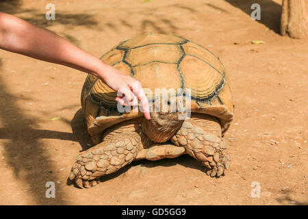 Donna Caring for African spronato o tartaruga Sulcata tartaruga (Geochelone sulcata) Foto Stock