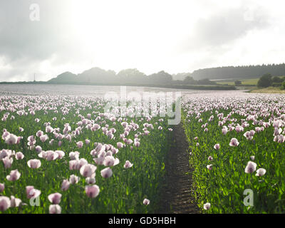 Purple poppies in un campo Foto Stock