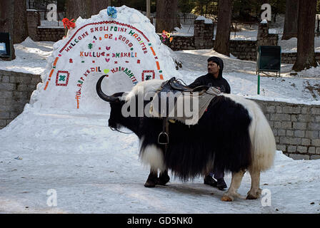 Yak al tempio di Hidimba Foto Stock