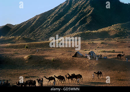 Cammelli nel deserto Foto Stock