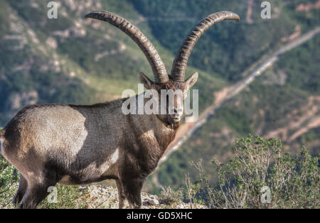 Un maschio selvatico Iberian ibex (aka., Spagnolo ibex, Spagnolo capra selvatica, Capra pyrenaica), Montserrat, Catalogna, Spagna Foto Stock