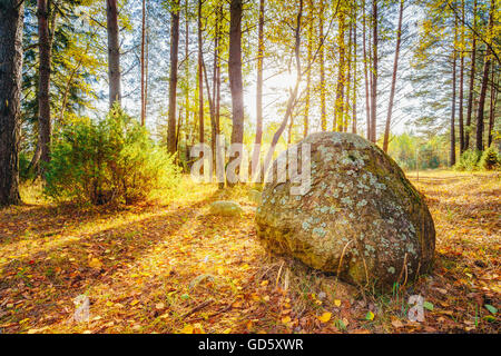 Tramonto Tramonto Su antiche pietre, massi dall'Ice Age in bella Wild autunno foresta. Il Berezinsky Riserva della Biosfera Foto Stock