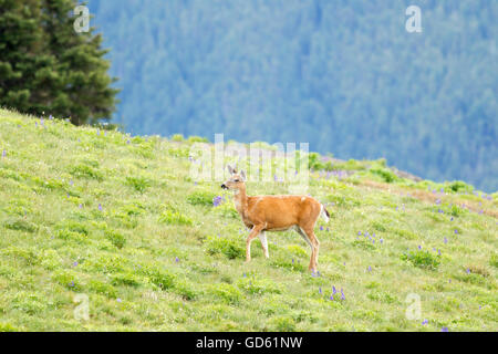 Il pascolo nero-tailed deer. Foto Stock