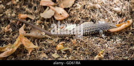 California Whiptail (Aspidoscelis tigri munda) adulto Foto Stock