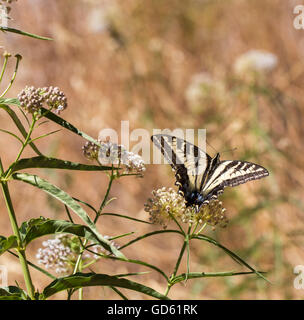 Western Tiger coda forcuta (Papilio rutulus) alimentazione sulla pianta milkweed.