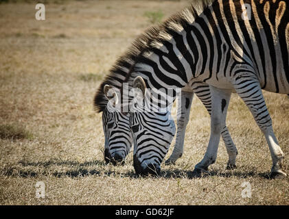 In prossimità di due zebre pascolano in Addo Elephant national park Foto Stock