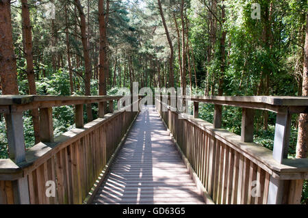 Passerella in legno attraversando in alto su una foresta. Guardando verso il basso a partire da sopra gli alberi Foto Stock