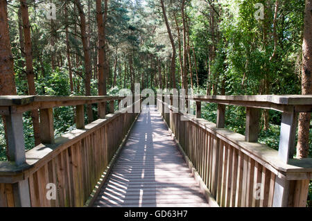 Passerella in legno attraversando in alto su una foresta. Guardando verso il basso a partire da sopra gli alberi Foto Stock