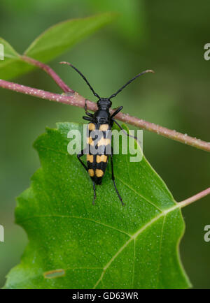 Quattro fasce di Longhorn beetle (Leptura quadrifasciata) in Berkshire, Inghilterra Foto Stock