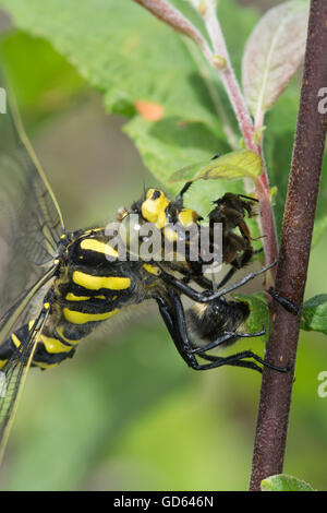 Primo piano della dragonfly (Cordulegaster bollonii) che mangia un'ape nel Berkshire, Inghilterra, Regno Unito Foto Stock