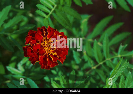 Unico grande tagete, Tagetes erecta, in giardino, vista dall'alto Foto Stock