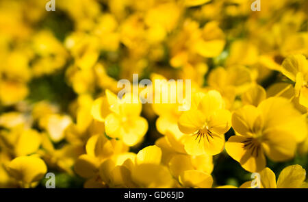 Vicino sul letto di fiori gialli con copia spazio per concetto circa la natura e la bellezza Foto Stock