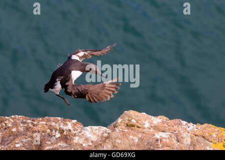 A guillemot in arrivo a terra su Skomer Foto Stock