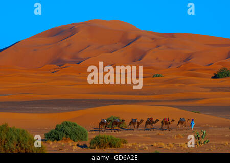 Merzouga Erg Chebbi, trekking con il cammello, Merzouga dune di sabbia del deserto del Sahara, Marocco, Maghreb, Nord Africa, Foto Stock