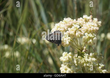 Sulfurflower fiori di grano saraceno (Eriogonum umbellatum), il Parco Nazionale di Yellowstone Foto Stock