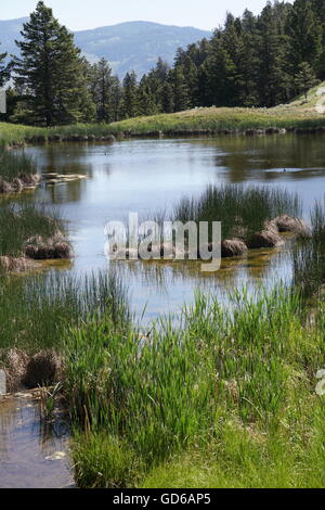 Beaver stagni, il Parco Nazionale di Yellowstone Foto Stock