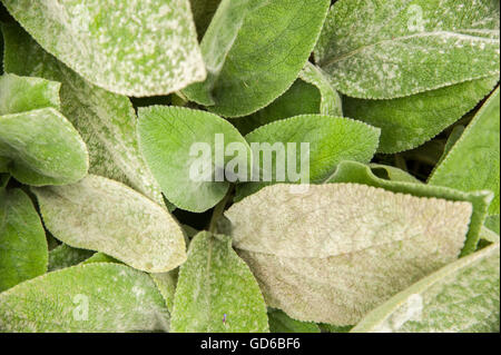 Stachys byzantina 'grandi orecchie' o agnello l orecchio 'grandi orecchie' arbusto perenne Foto Stock