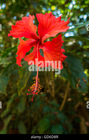 Un Rosso di fiori di ibisco (Hibiscus rosa-sinensis) nella foresta pluviale di Quepos, Puntarenas Provincia, Costa Rica, l'America centrale. Foto Stock
