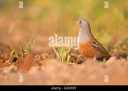 Maschio della Cretzschmar bunting (Emberiza caesia) è un uccello passerine nel pavese di famiglia Emberizidae, fotografato in Israele in Ma Foto Stock