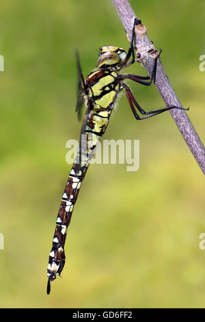 Migrant Hawker Aeshna mixta Foto Stock